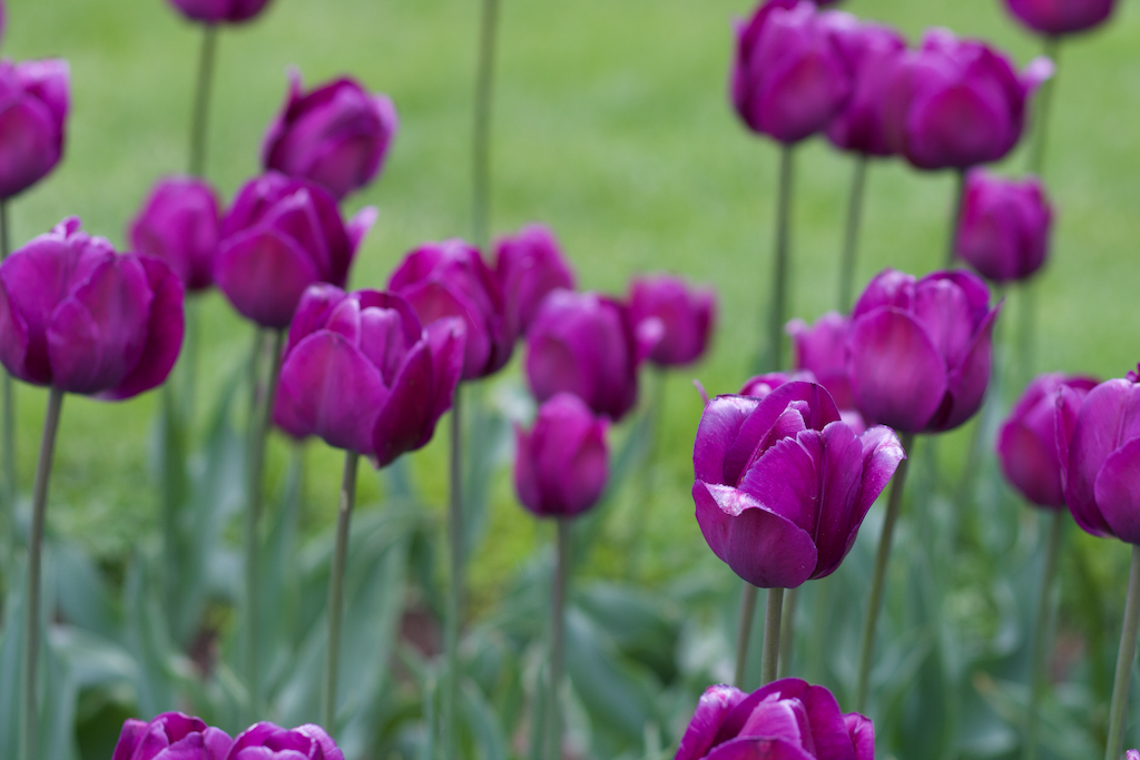 Tulips in the Boston Public Garden