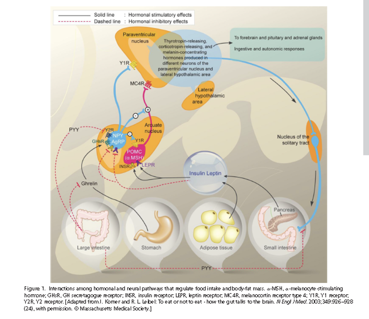 Hormonal and Neural Interactions