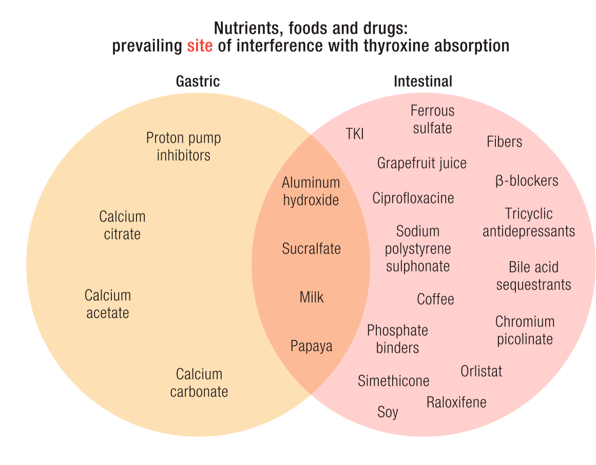 Factors Affecting T4 Absorption