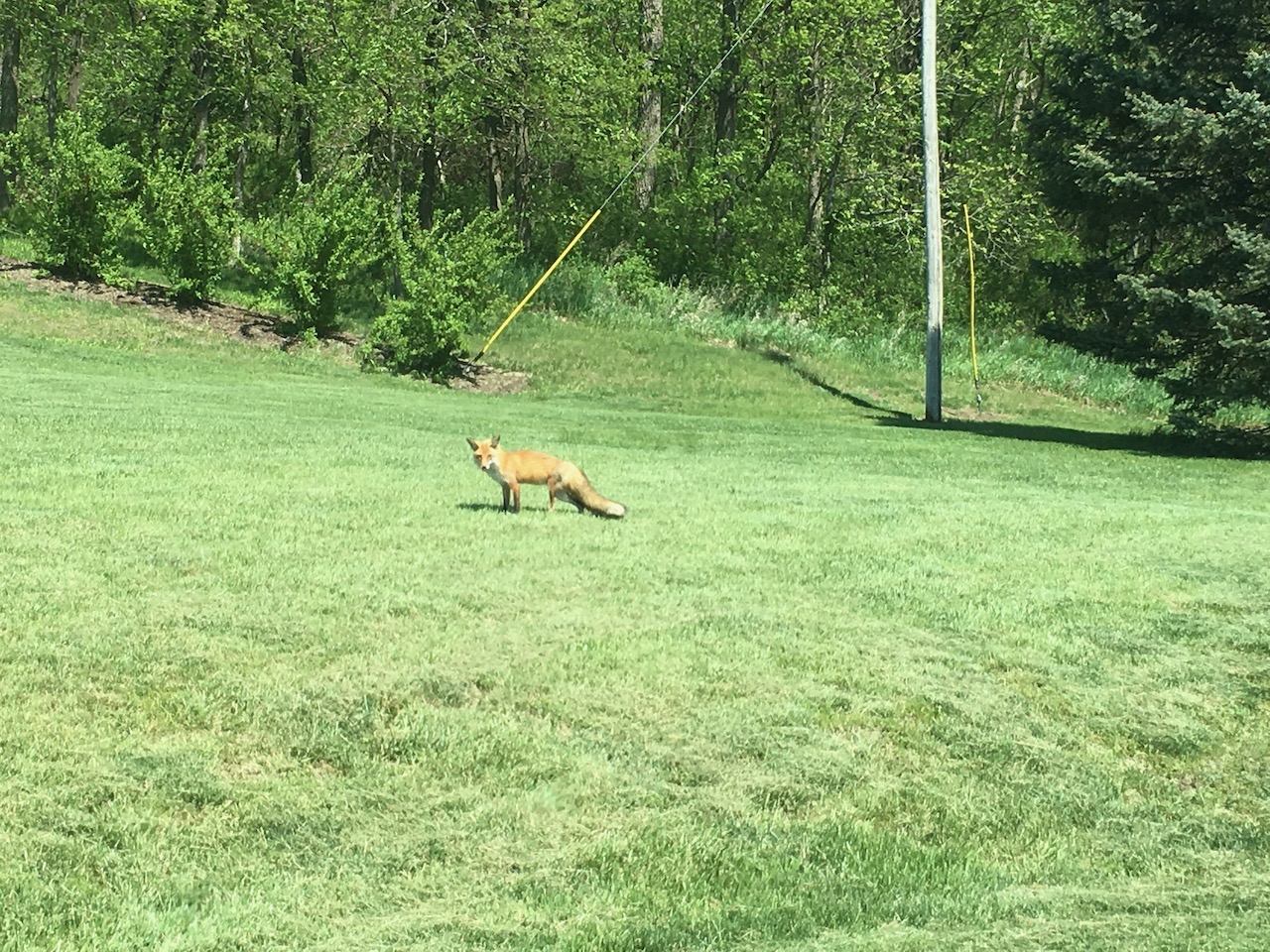 Fox in the grass