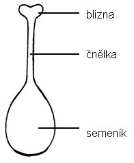 Stavba pestíku