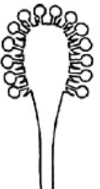 Schéma strboulu
