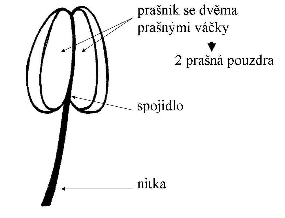 Stavba tyčinky
