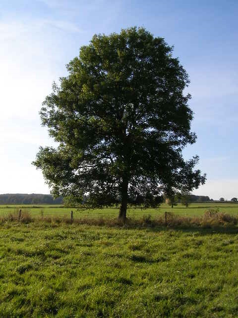 Picture of a tree:)
