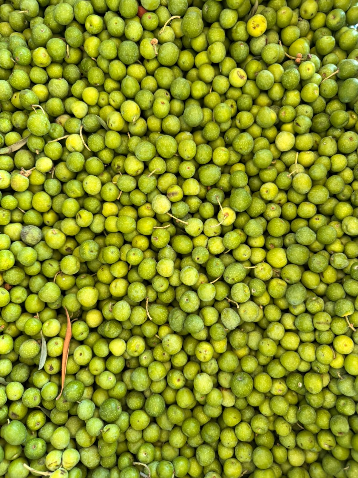 Hatay Halhalı Zeytin Seti