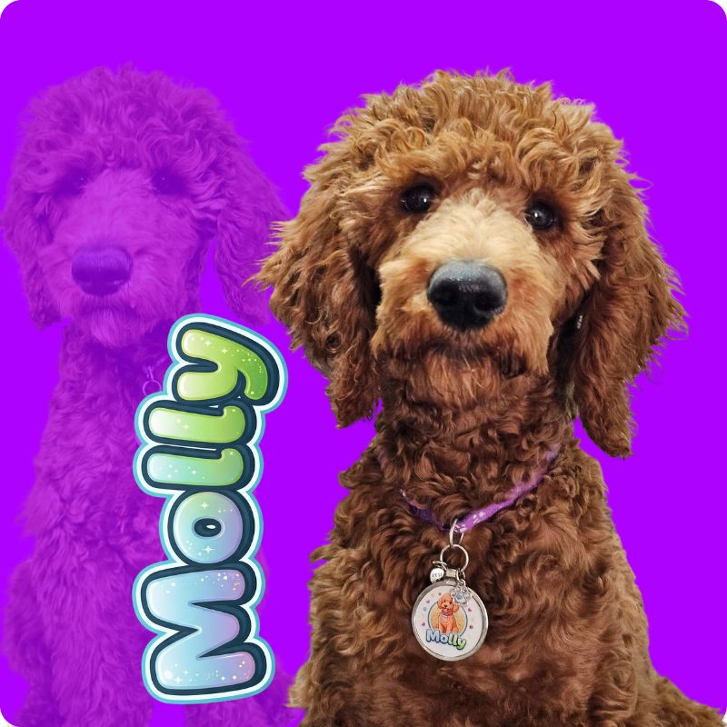 Placa inteligente perro