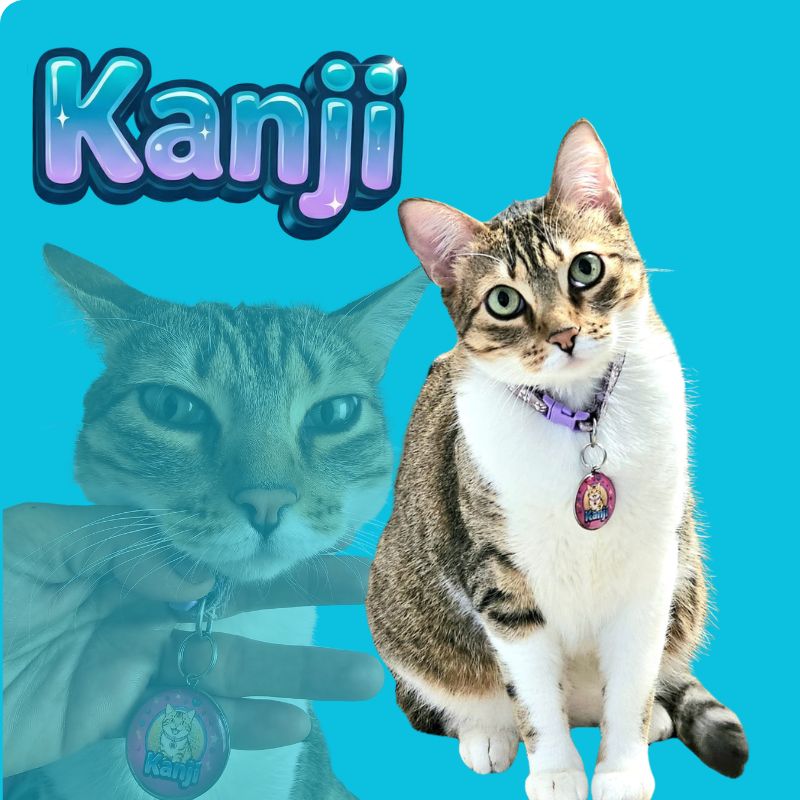 Identificación QR mascota
