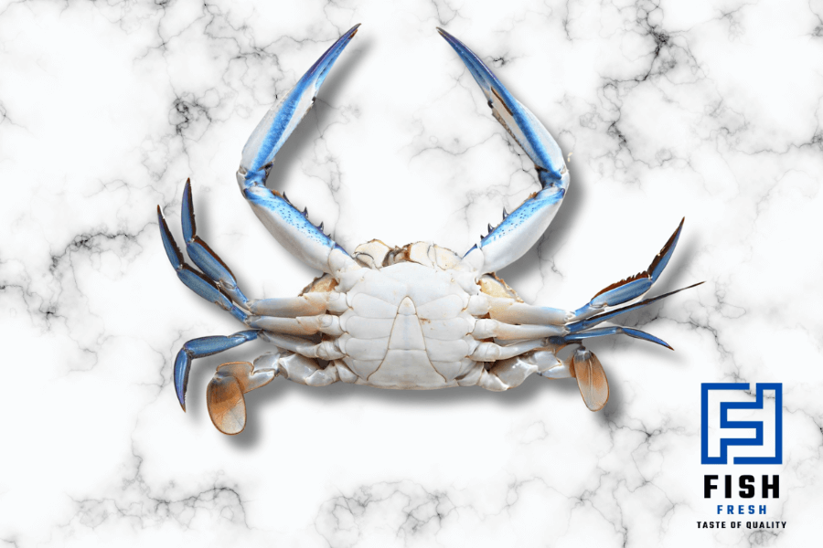 crab blue