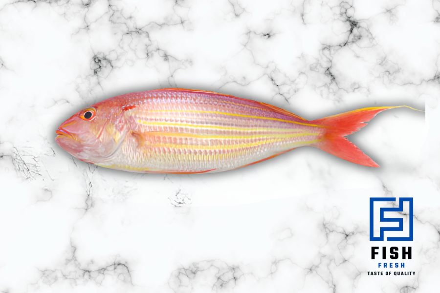 Red porgy