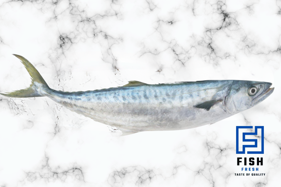 Scomberomorous commerson