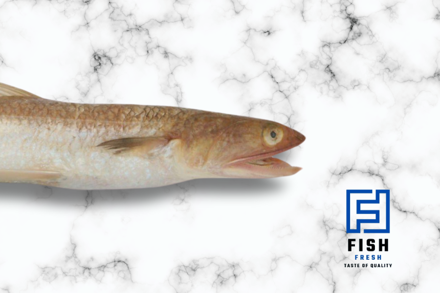 Brushtooth Lizardfish