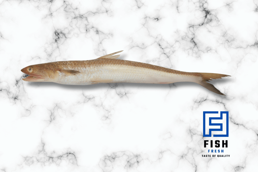 Brushtooth Lizardfish