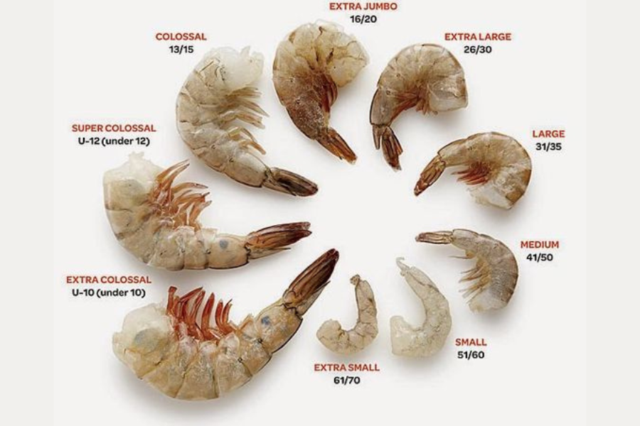 Kuruma Shrimp (Qzaz)