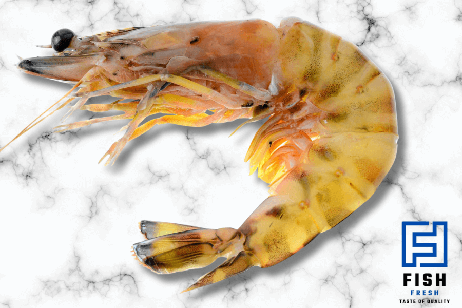 Kuruma Shrimp (Qzaz)