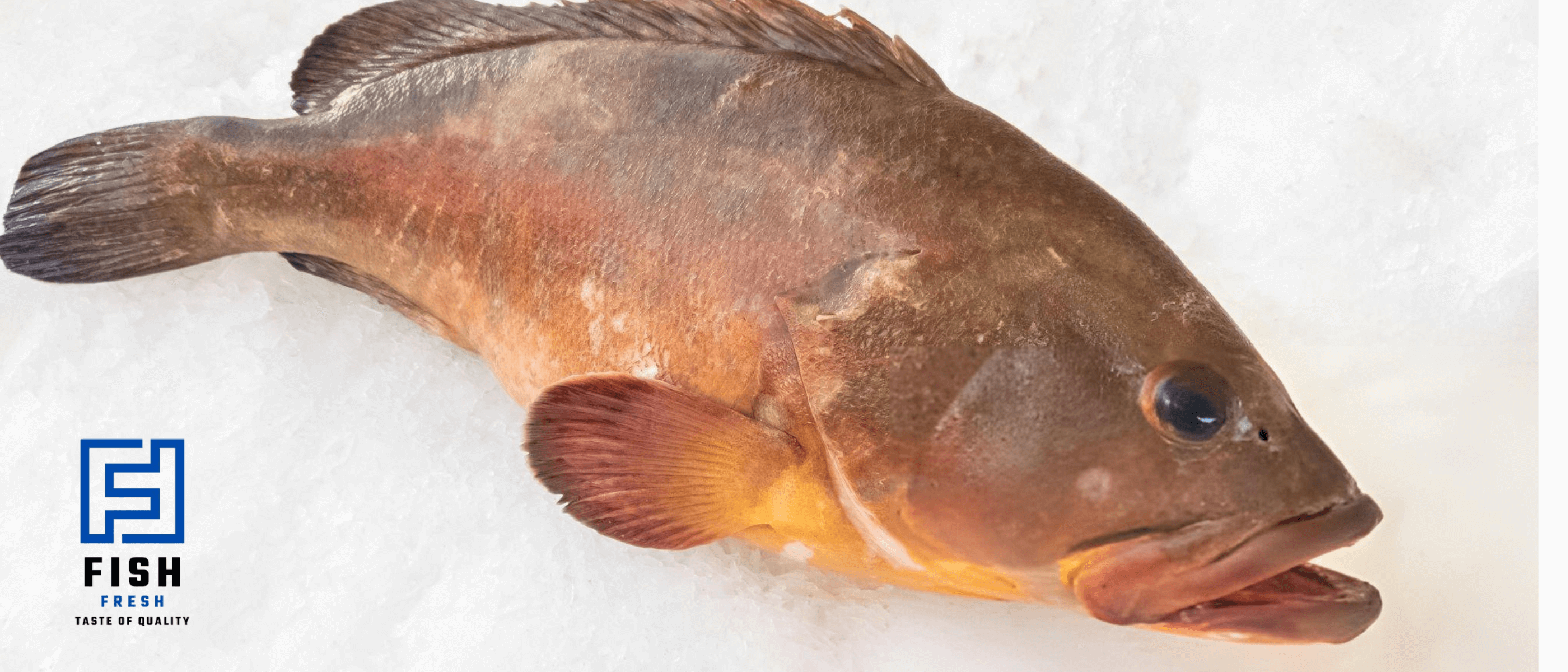 grouper fish suze ر