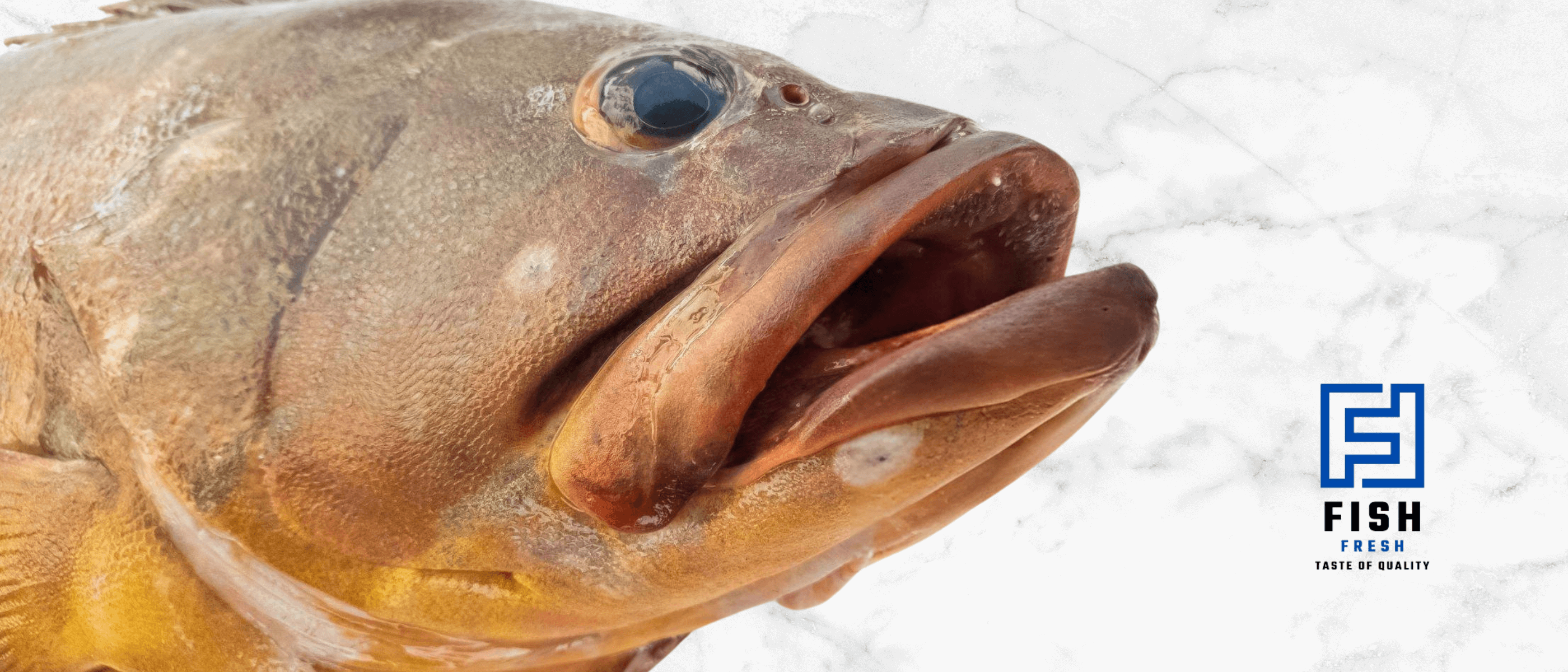 grouper fish suze ر