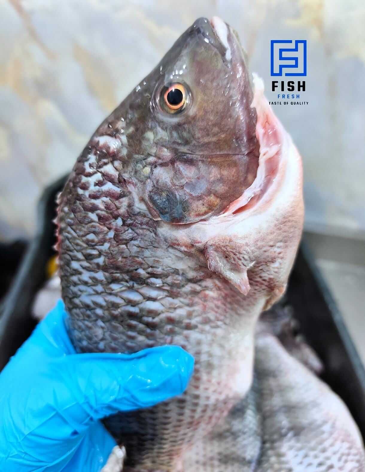 Tilapia 