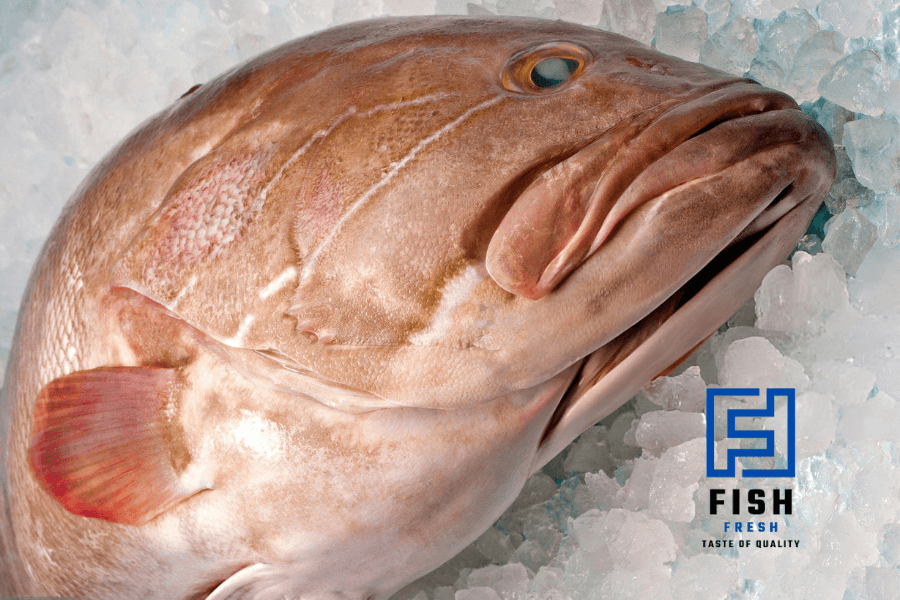 grouper fish 111 ر