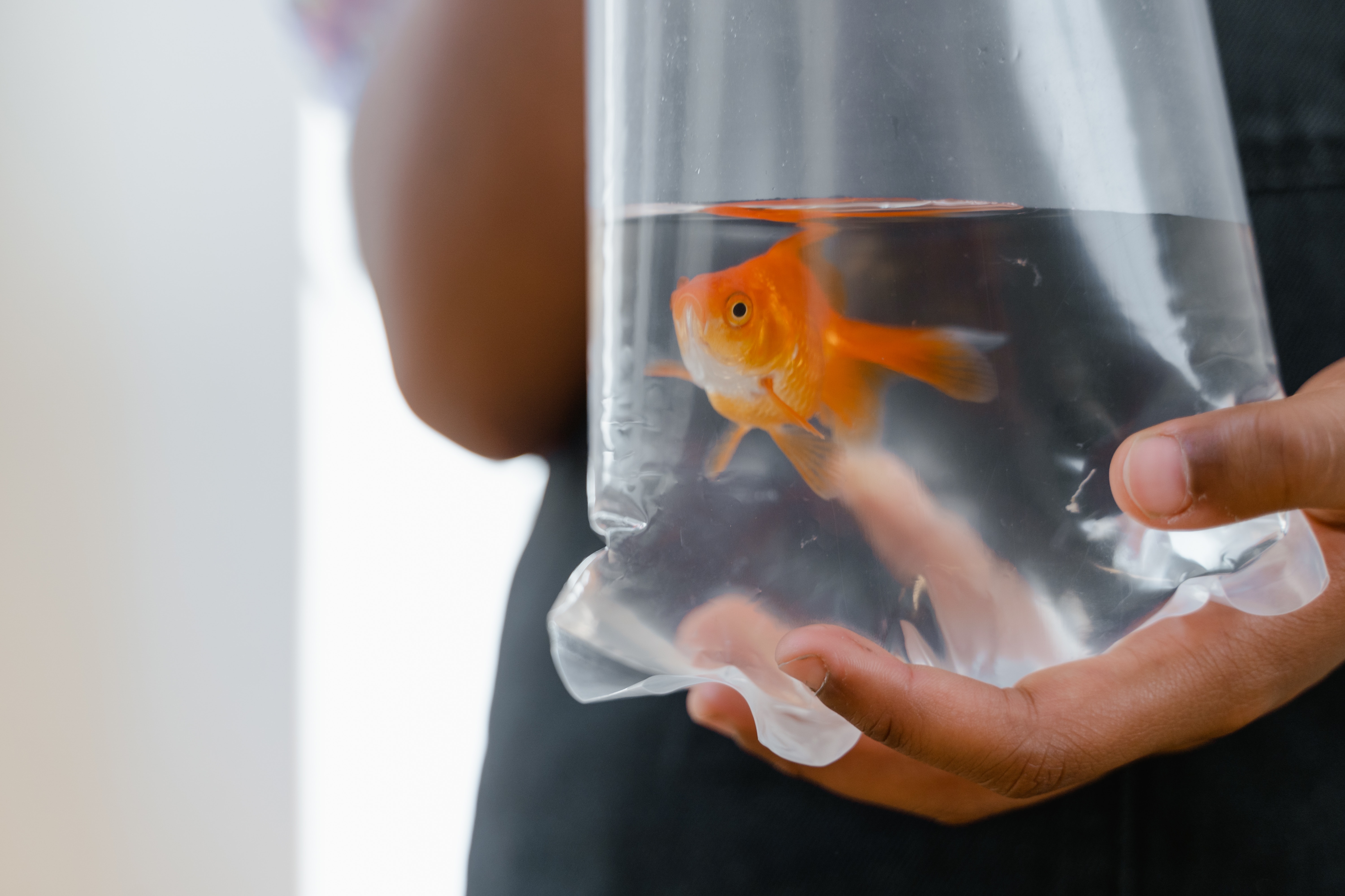How to setup an aquarium
