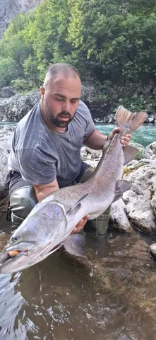Wild Lim Catch guided fishing and the Lim river
