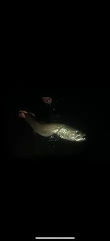 Guest catch during a guided fishing session on the Lim river in Montenegro