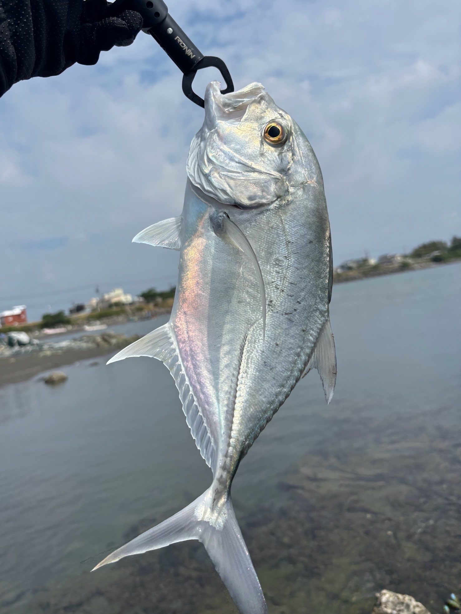 巴布亞鰺,2025 年 9 月釣友三民彭魚晏的實拍照片