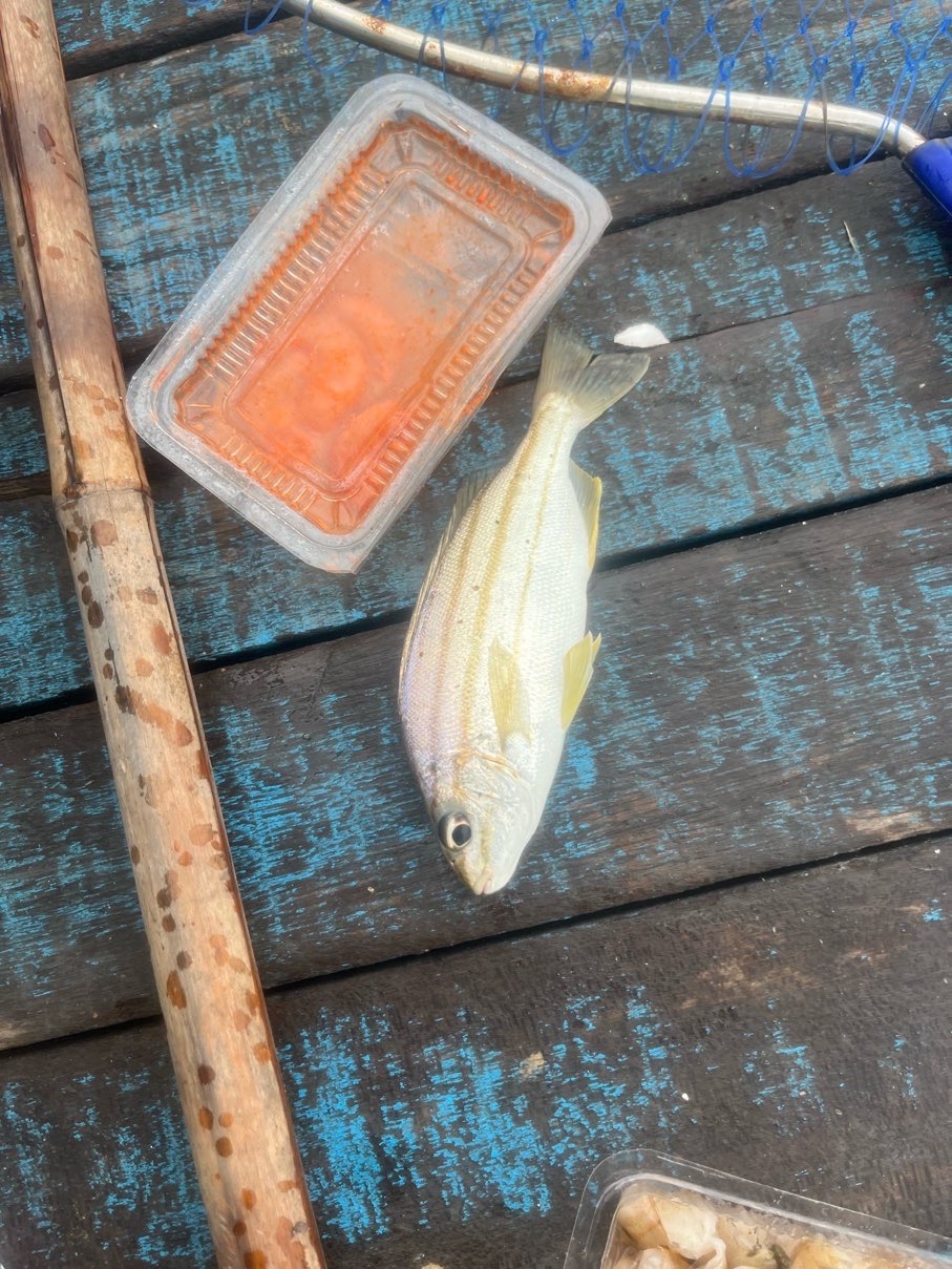 紅口丁公（四帶牙鯻，Pelates quadrilineatus）釣友公開魚獲照