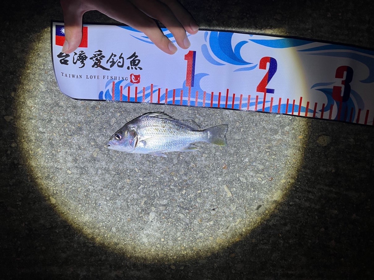 星雞魚，2025 年 10 月釣友lih的實拍照片