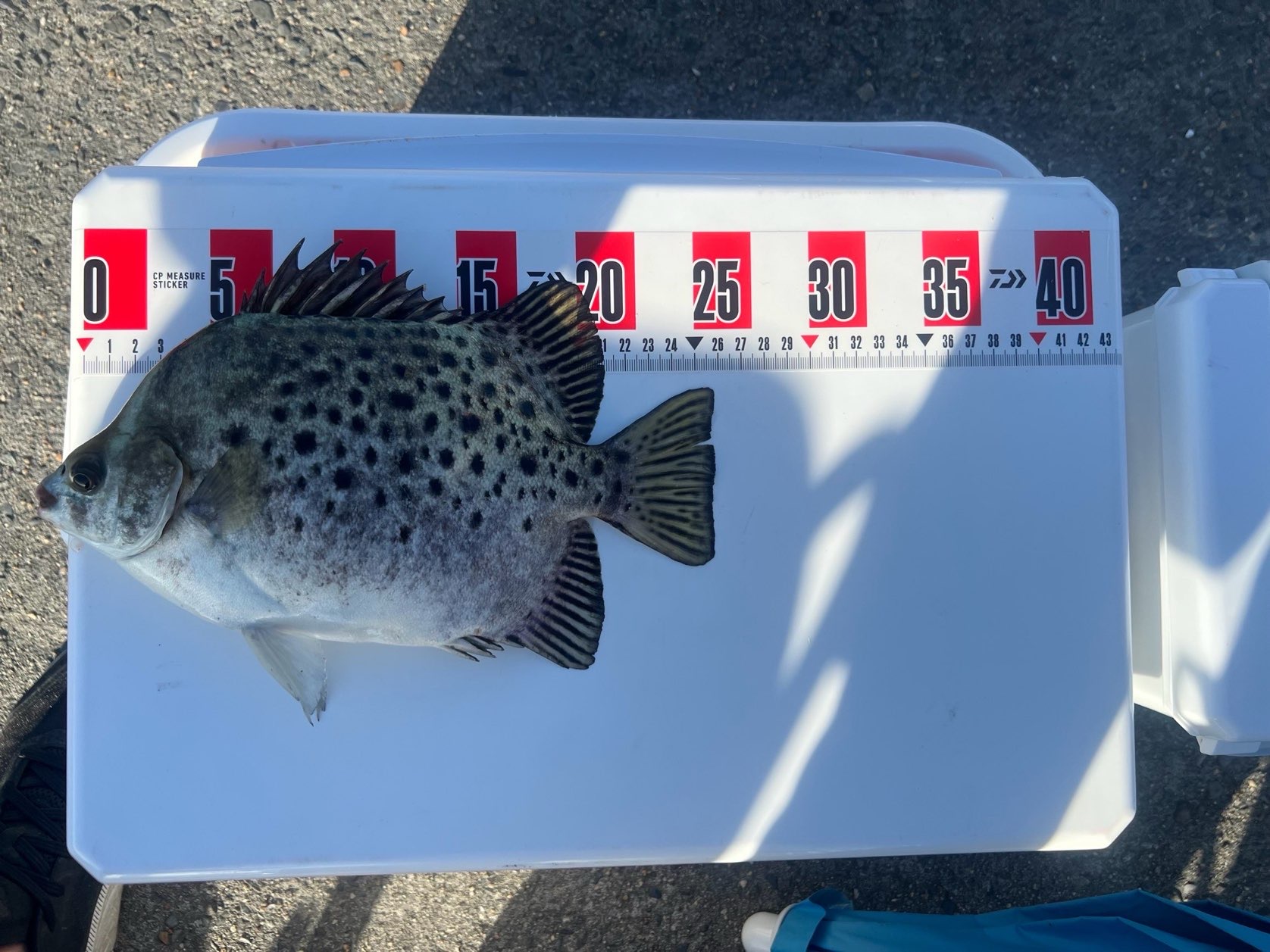 金鼓（金錢魚，Scatophagus argus）釣友公開魚獲照