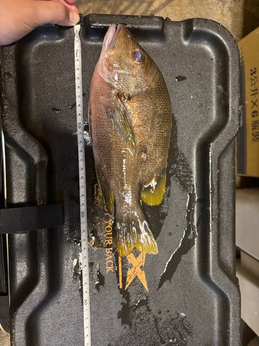 石蚌（星點笛鯛，Lutjanus stellatus）釣友公開魚獲照