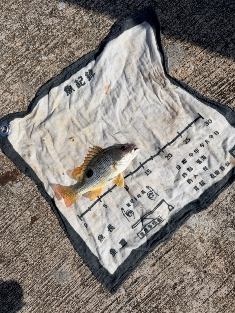 牙點（約氏笛鯛，Lutjanus johnii）釣友公開魚獲照