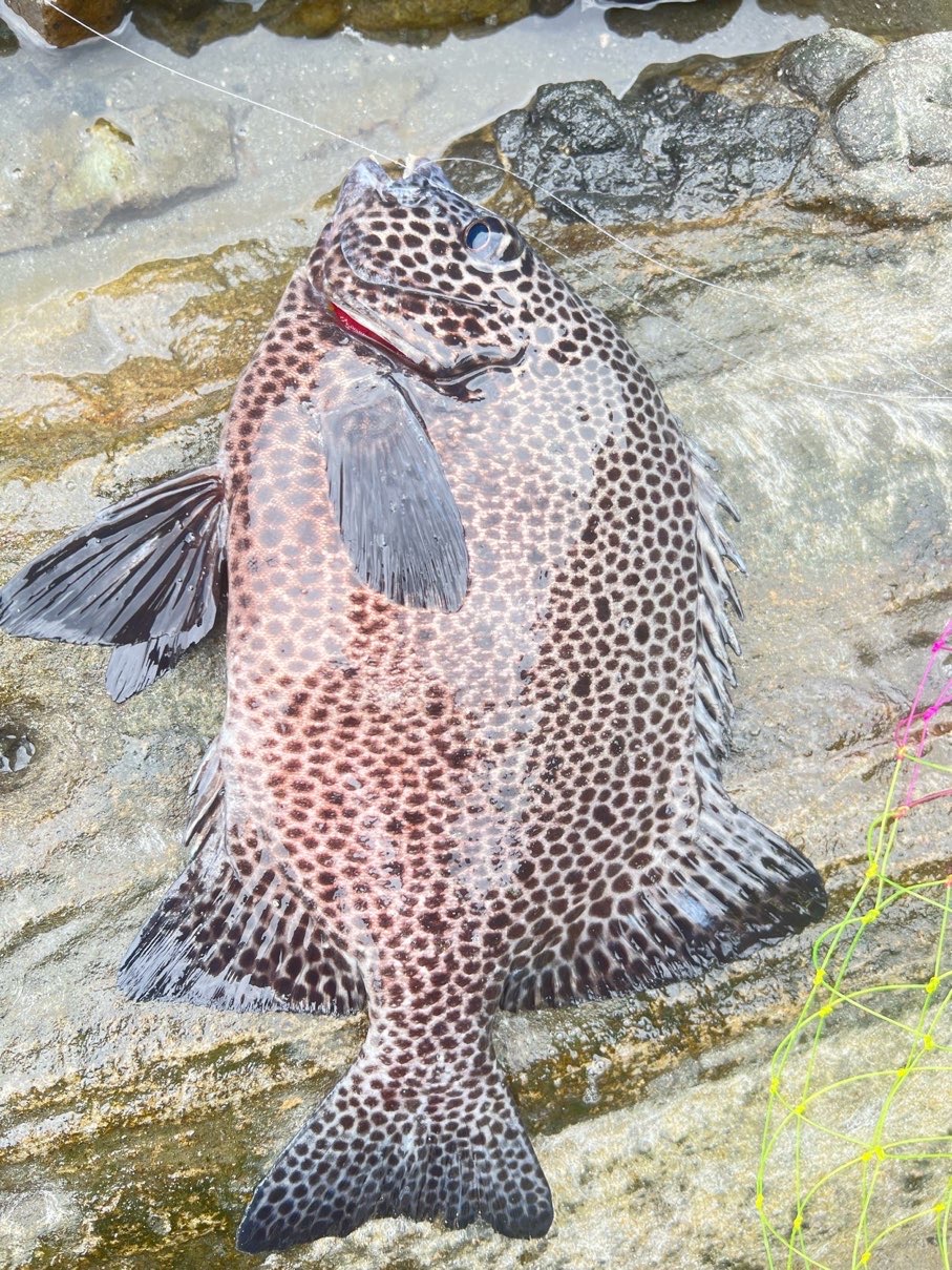 花金鼓(斑石鯛,Oplegnathus punctatus)釣友公開魚獲照