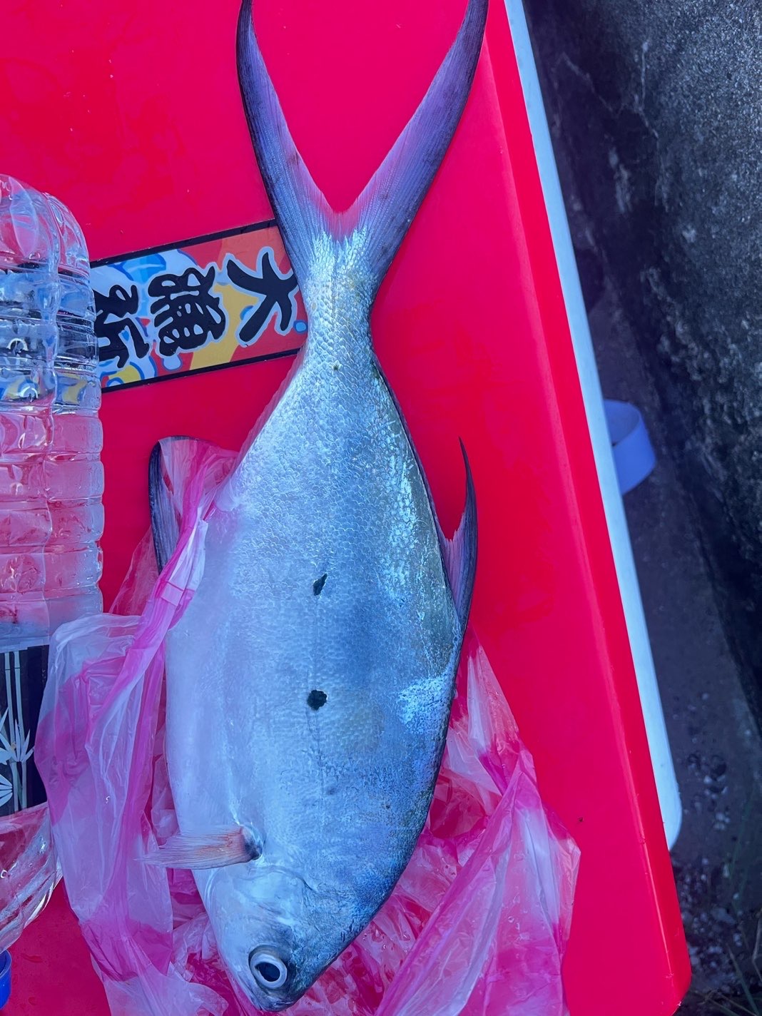 章白（斐氏鯧鰺，Trachinotus baillonii）釣友公開魚獲照