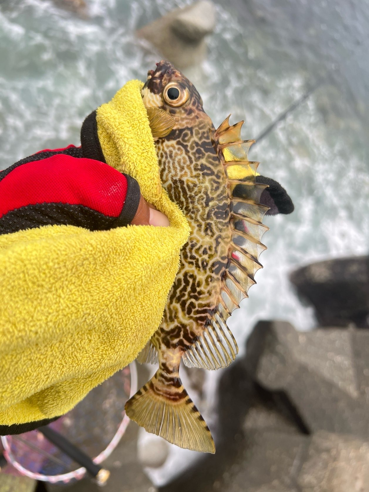 褐臭肚魚，2024 年 4 月釣友愛釣魚的魚的實拍照片