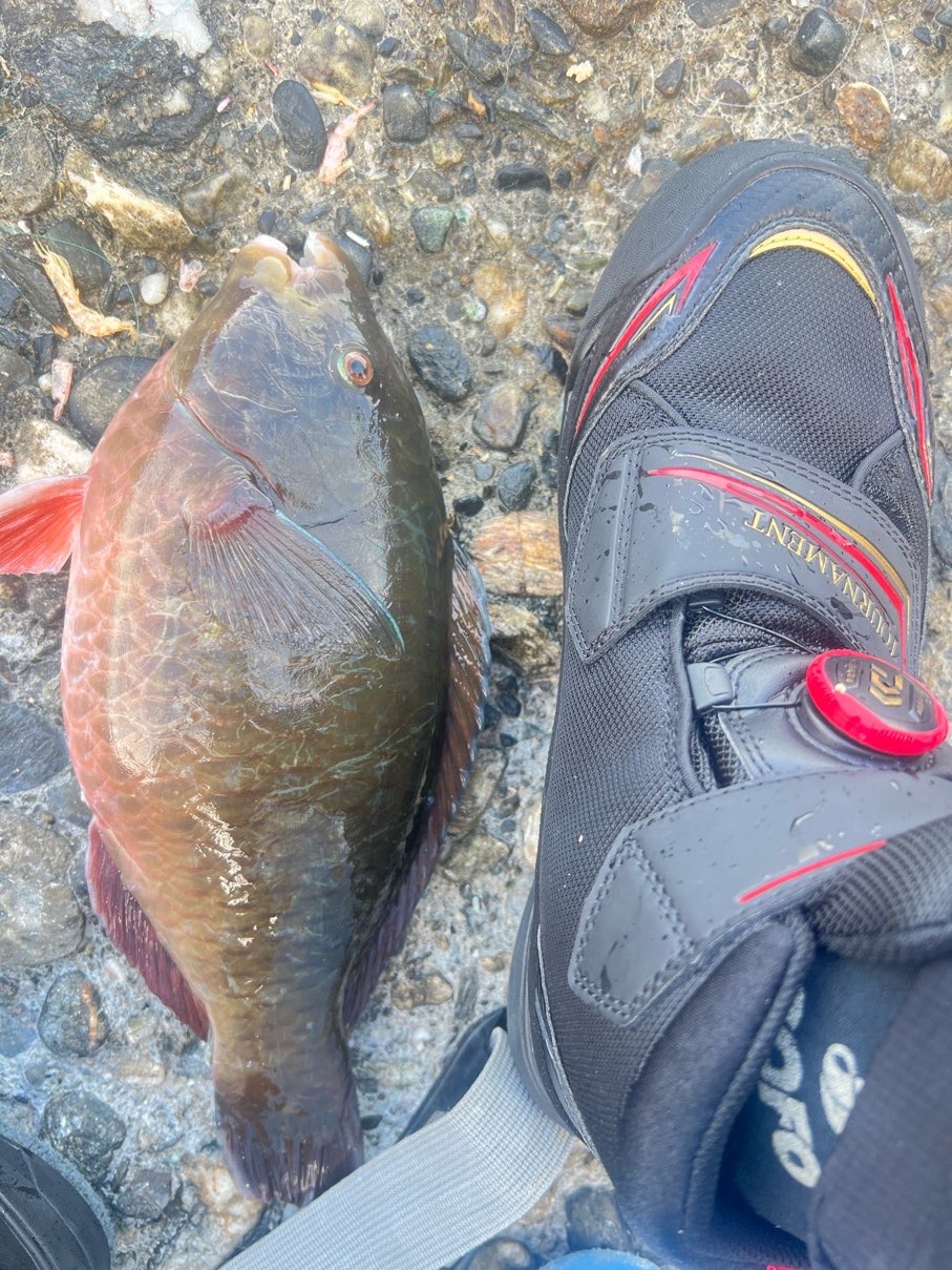 牙衣（藍豬齒魚，Choerodon azurio）釣友公開魚獲照