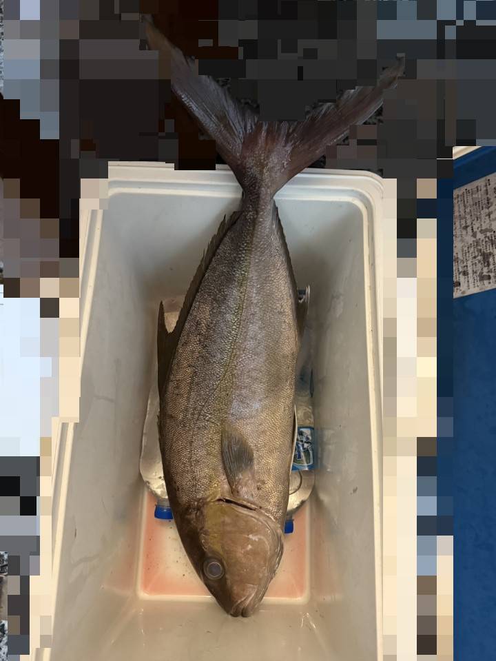章雄（杜氏鰤，Seriola dumerili）釣友公開魚獲照