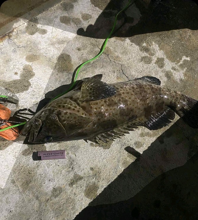 瑪拉巴石斑魚,2025 年 11 月釣友咪魚打龜專科的實拍照片