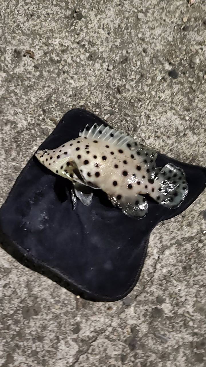 老鼠斑（駝背鱸，Cromileptes altivelis）釣友公開魚獲照