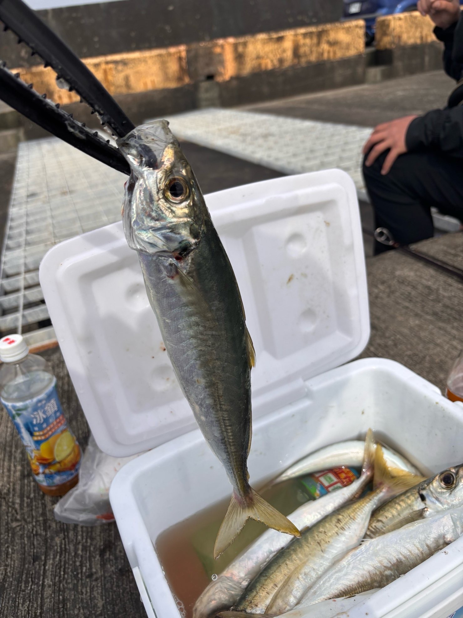 石𩼰（日本竹筴魚，Trachurus japonicus）釣友公開魚獲照
