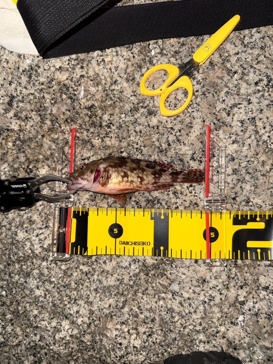 石狗公（石狗公，Sebastiscus marmoratus）釣友公開魚獲照