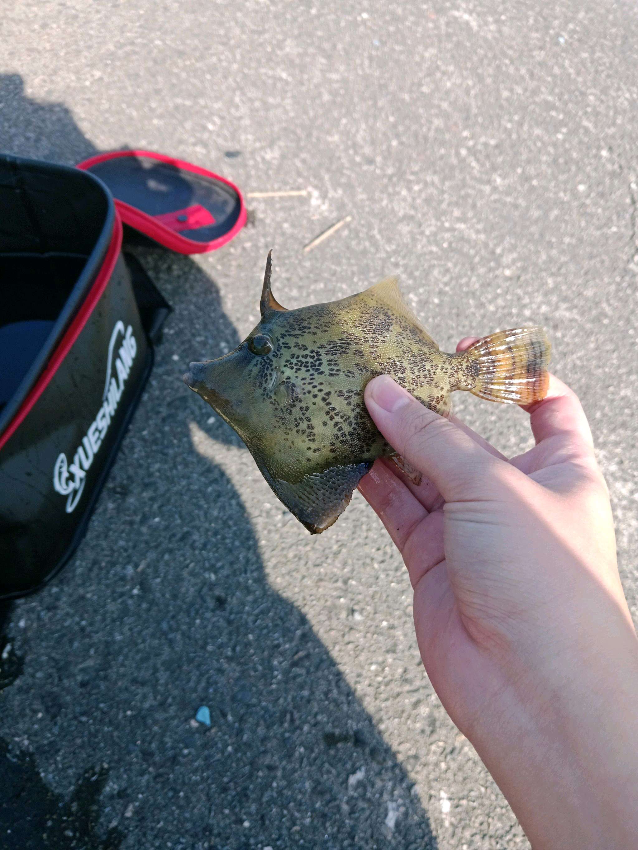 中華沙鯭（中華單棘魨，Monacanthus chinensis）釣友公開魚獲照