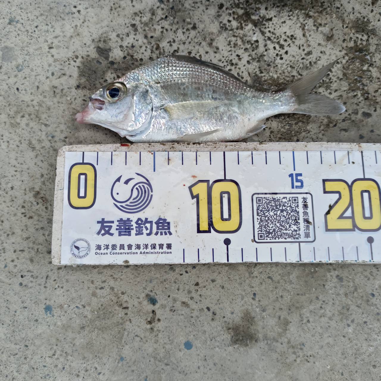 銀米(曳絲鑽嘴魚,Gerres filamentosus)釣友公開魚獲照