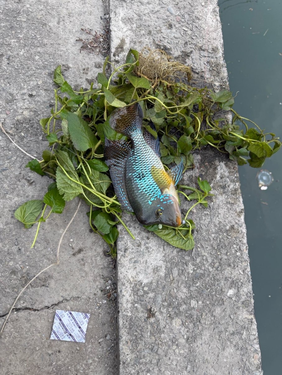 巴西珠母麗魚，2026 年 4 月釣友肥波釣魚的實拍照片