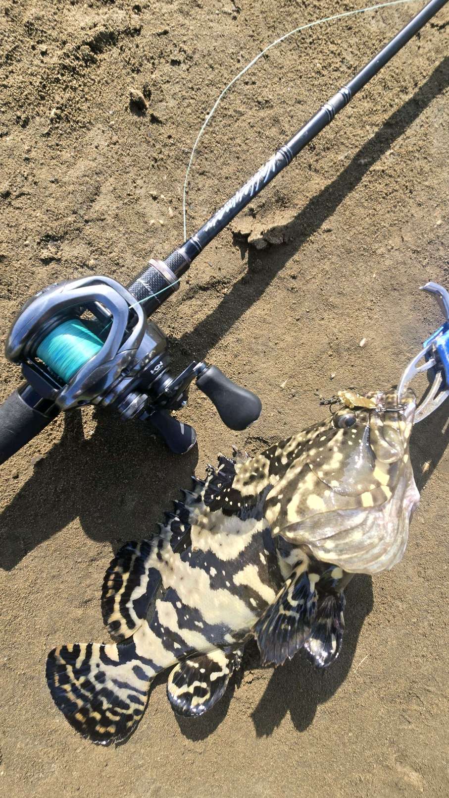 沙巴龍躉（龍虎斑，Epinephelus fuscoguttatus × Epinephelus lanceolatus）釣友公開魚獲照