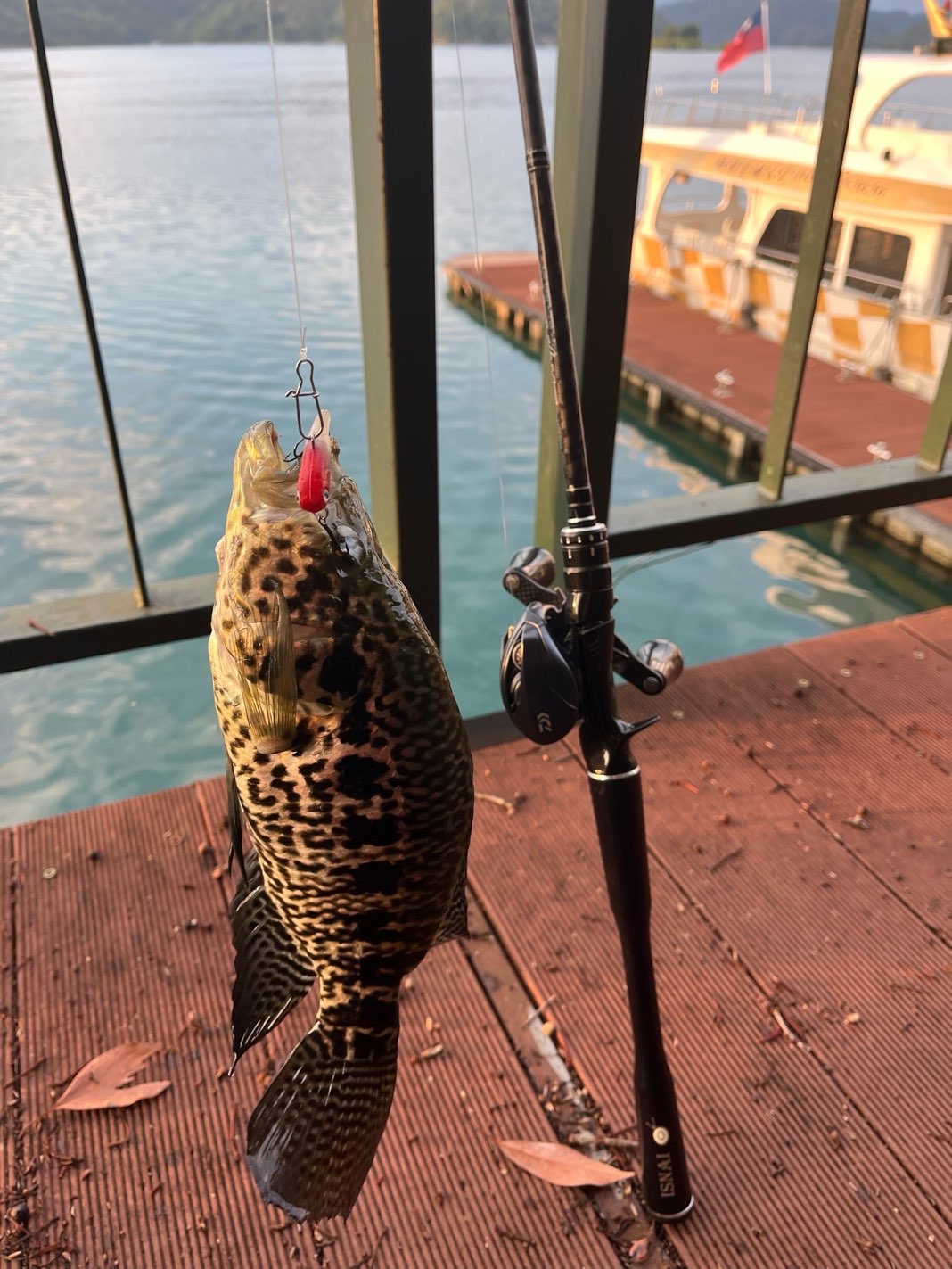 花身副麗魚，2026 年 5 月釣友小拋兩竿的實拍照片