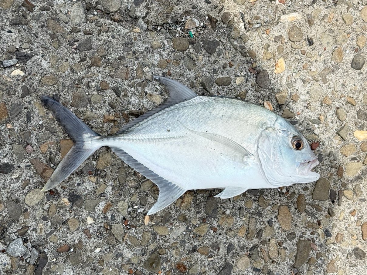 蝦尾𩼰（吉打副葉鰺，Alepes djedaba）釣友公開魚獲照