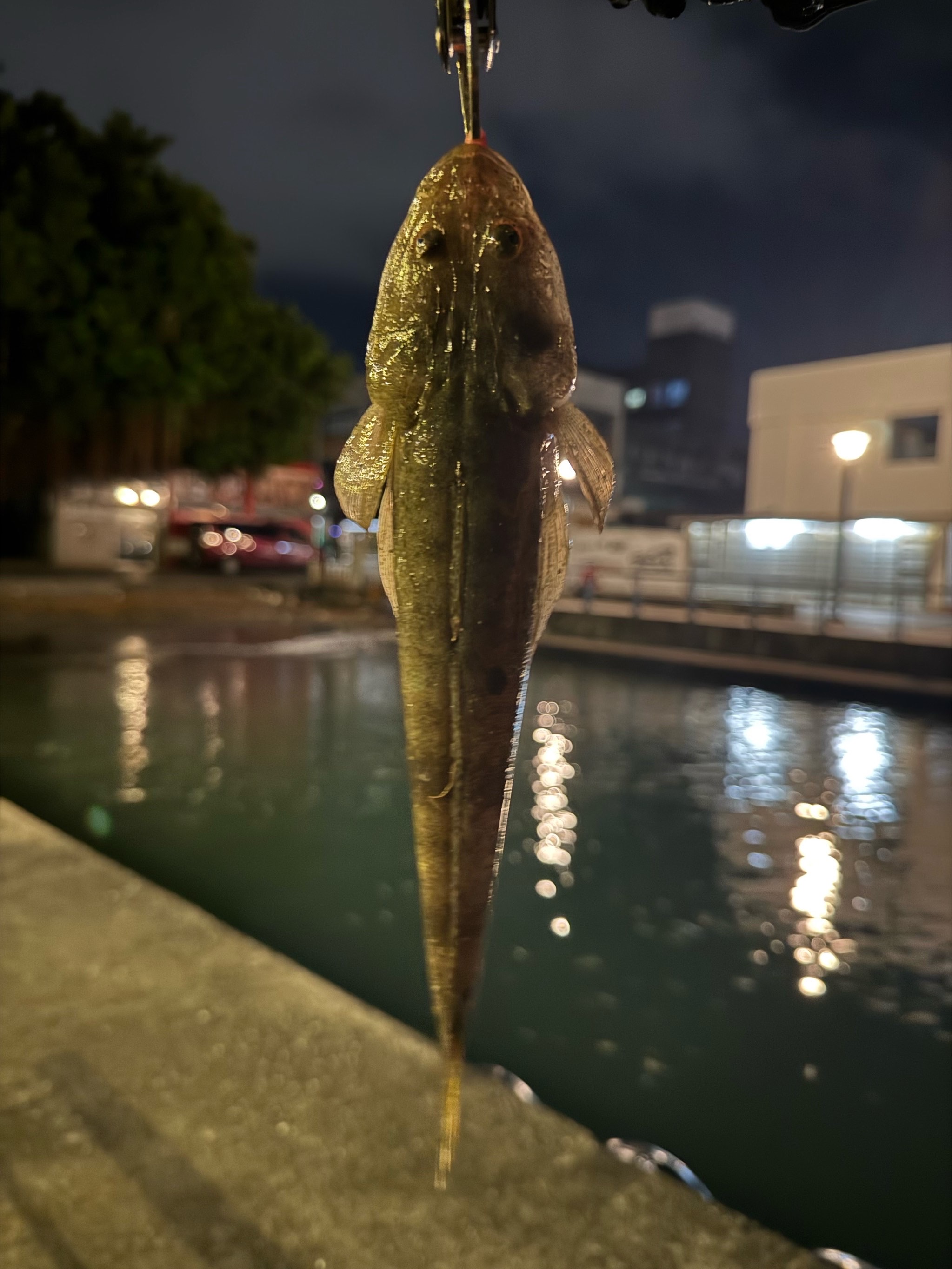 印度牛尾魚，2026 年 6 月釣友Com的實拍照片