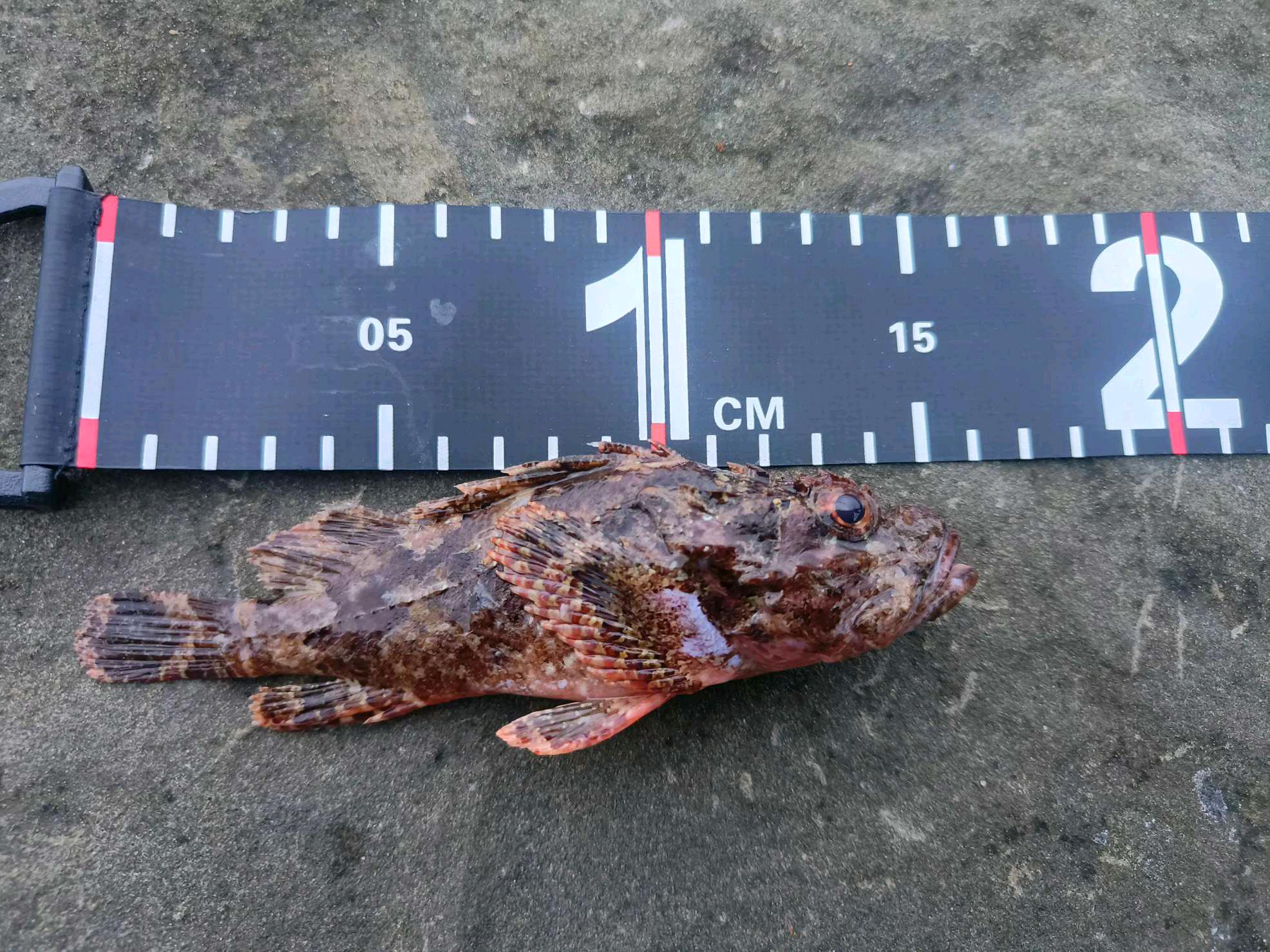 石崇（鬚擬鮋，Scorpaenopsis cirrosa）釣友公開魚獲照