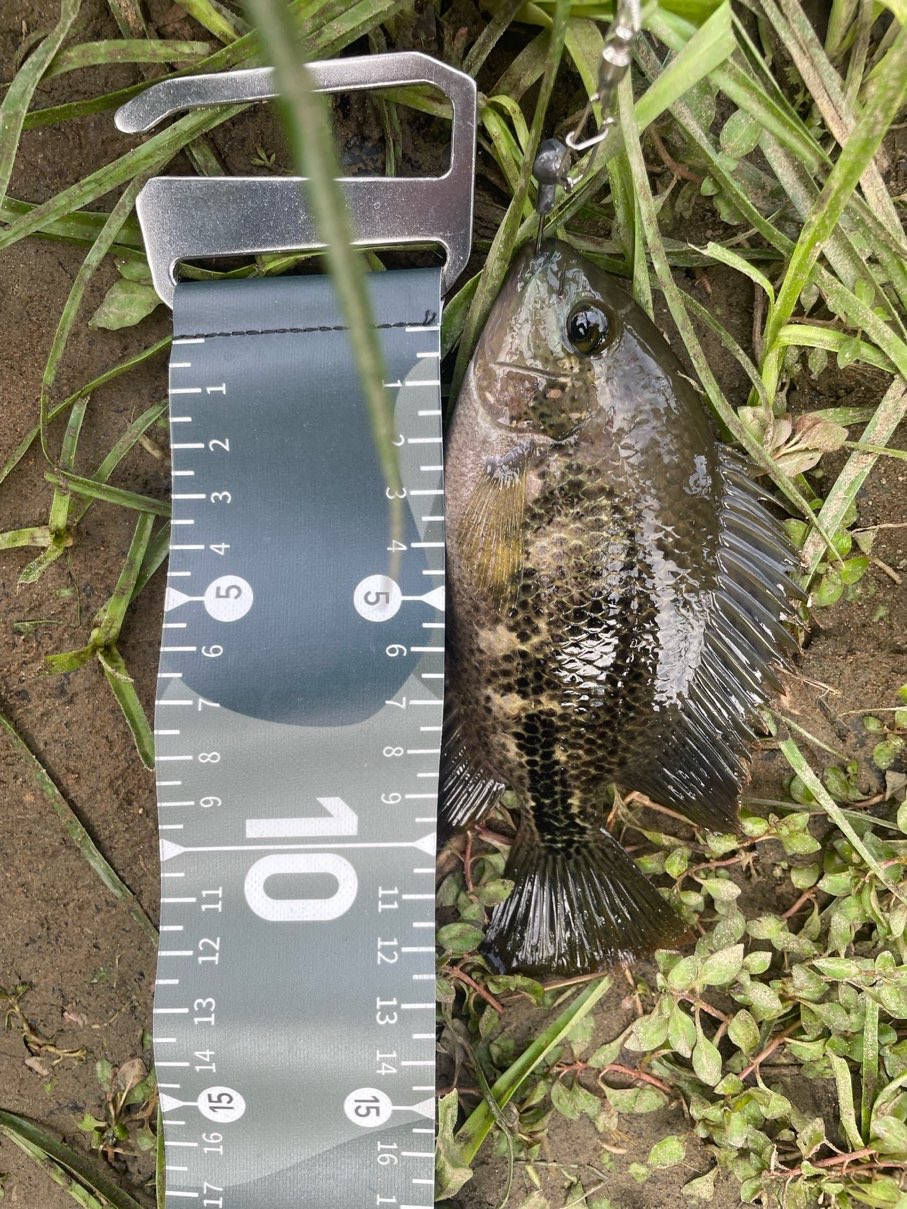 帶紋副尼麗魚，2026 年 5 月釣友Ian愛釣魚的實拍照片
