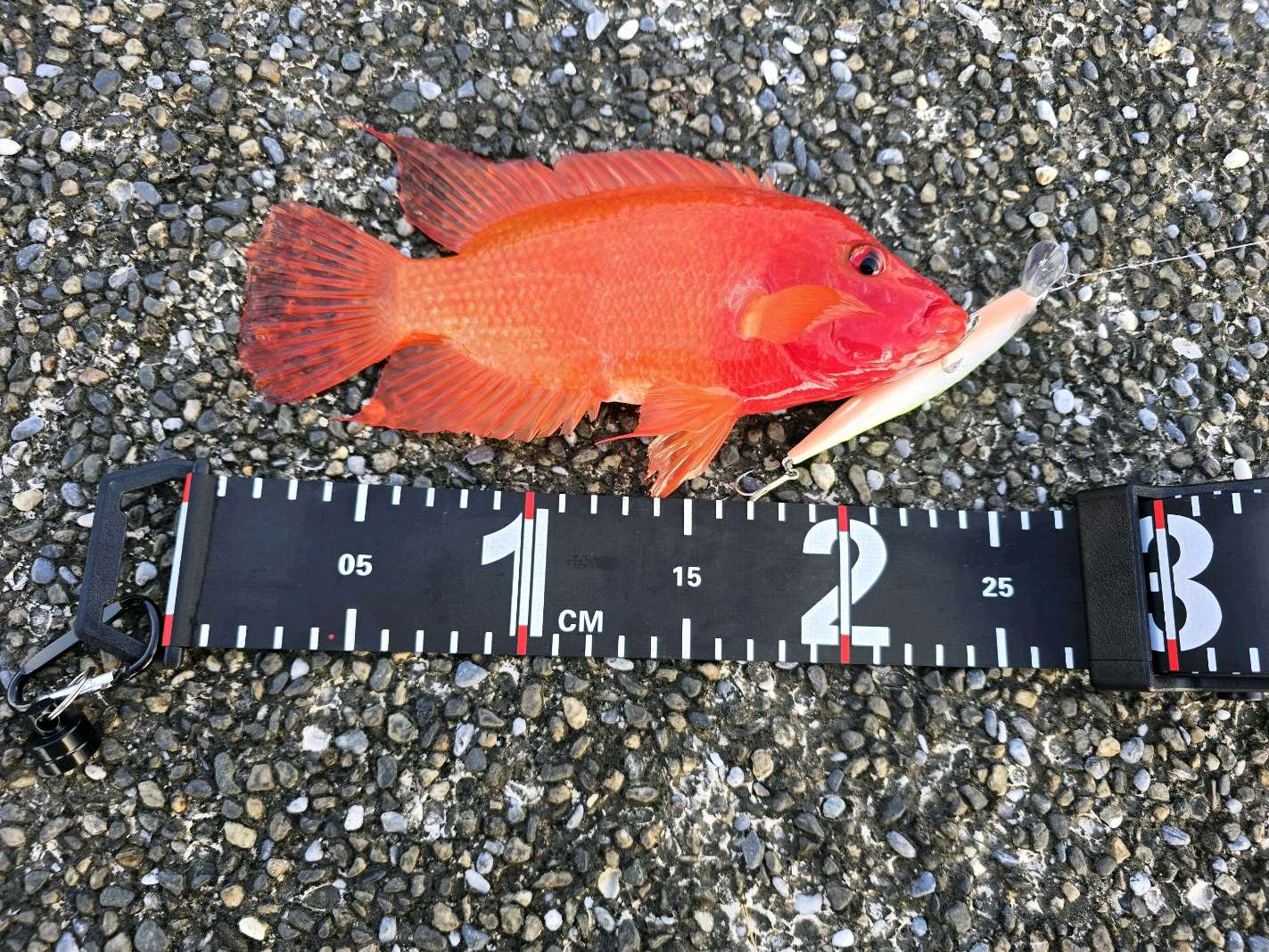 厚唇雙冠麗魚，2026 年 7 月釣友美紅乾釣的實拍照片